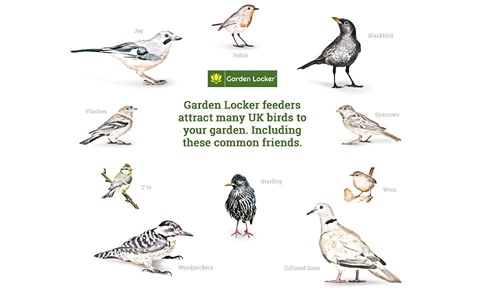 Suet Feeder