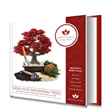 bonsai