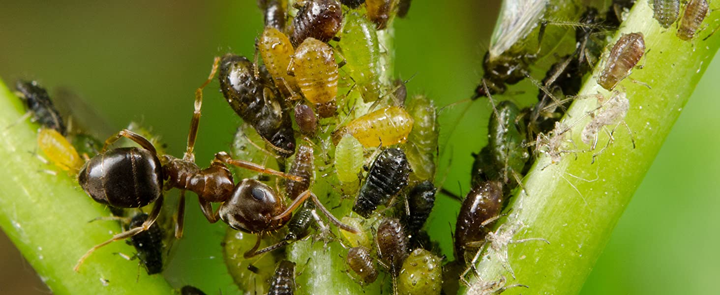 Effective Control Of Garden Insect Pests