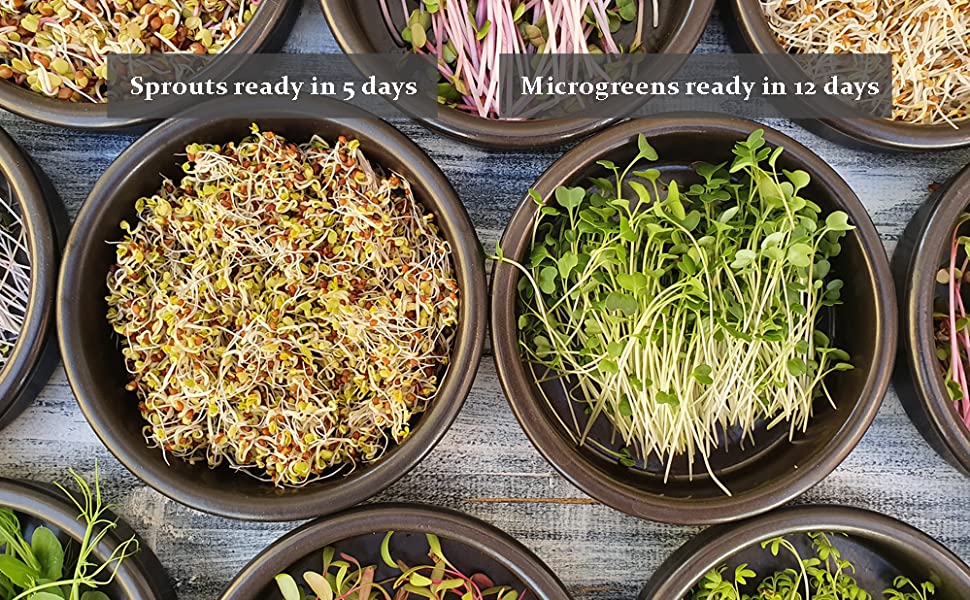 Sprouts: A Homegrown Fresh Superfood