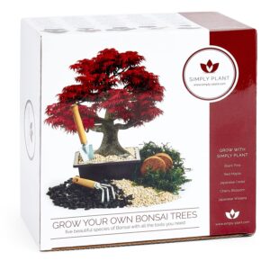 Bonsai Tree Kit - Grow Your own Kits Bonsai Tree Indoor Plant with All of The Bonsai Tools You Need
