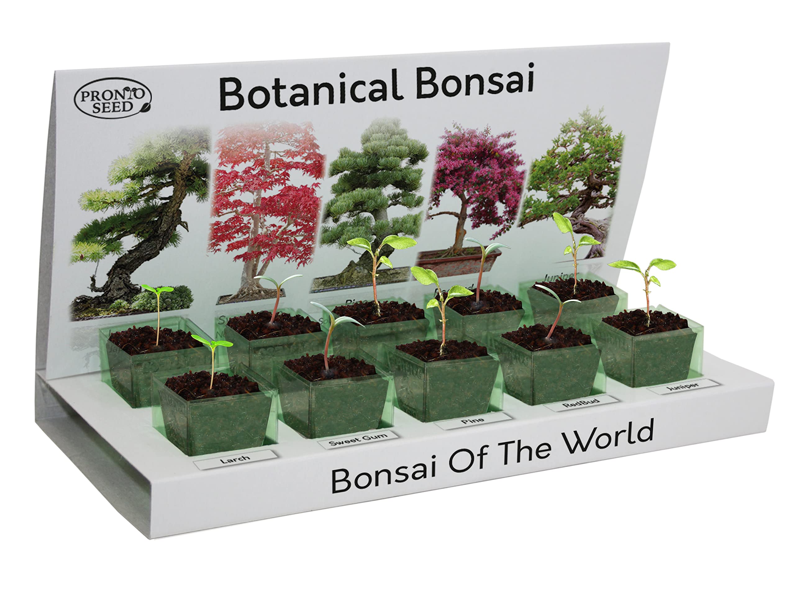 Pronto Seed Grow Your Own Bonsai Tree - Indoor Plant Kit - Eco-Friendly - 5 Seed Varieties - with Sustainable Packaging - Gardening Gifts for Men and Women - Beginner Friendly