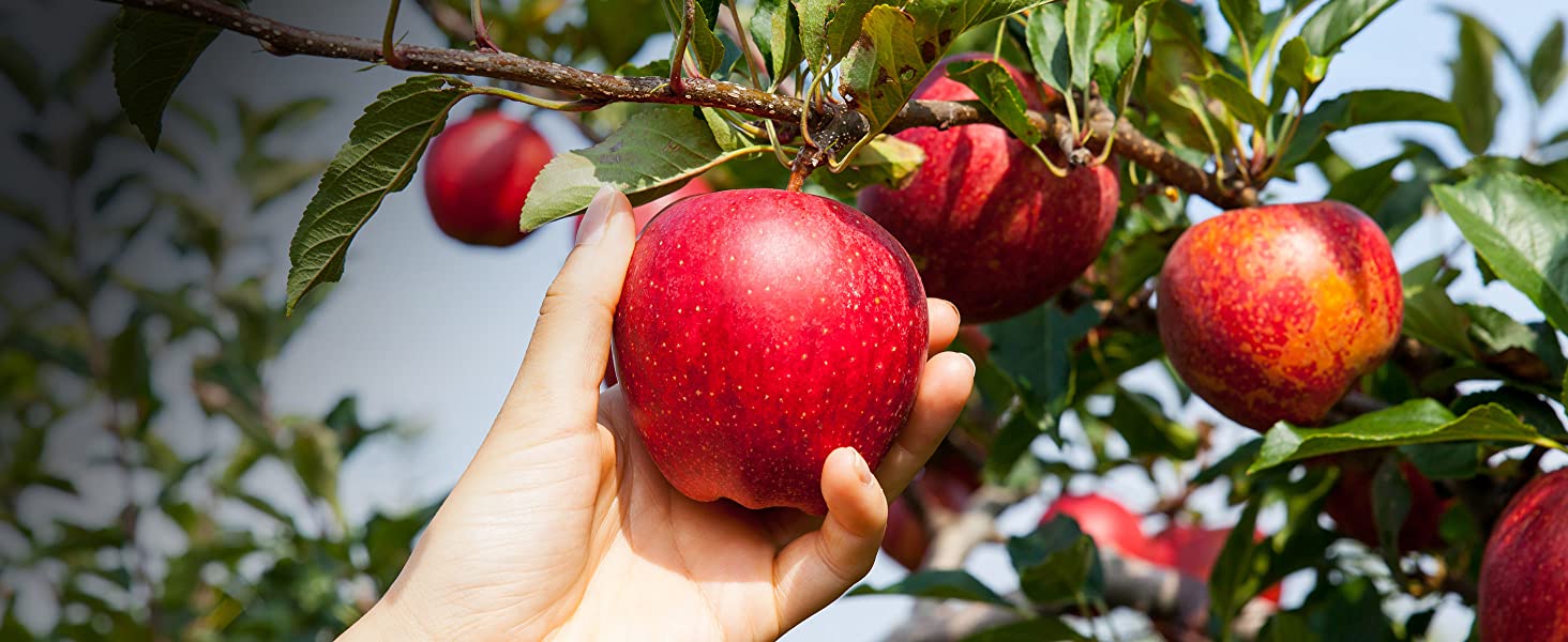 Protecting fruit trees