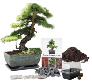 Pronto Seed Grow Your Own Bonsai Tree Kit