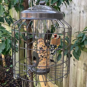 Squirrel on Feeder