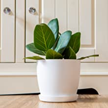 plant pots