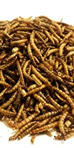 mealworms