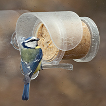 Flutter Butter Hanging
