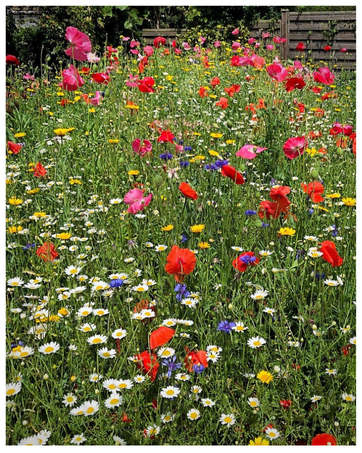 Candytuft Seed Iberis Pink & White - Low Growing Flower Seeds for Planting UK - Easy to Grow Seed...