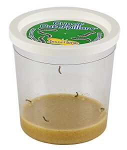 Refill Cup of Caterpillars (LIVE CATERPILLARS No voucher to redeem!)
