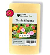 Cosmos Flower Seeds - Covers 6m² - Garden or Sulphur Cosmos - Easy to Grow Flower Seed to Scatter...