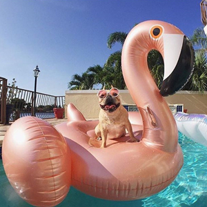 golden rose flamingo