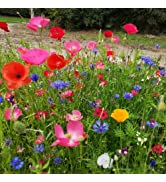 uk native wild flowers