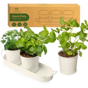Herb Planter Indoor | Grow Fresh Herbs At Home | Herb Pots for Kitchen & Windowsill | Kitchen Herb Garden | Indoor Herb Planter | Includes Drain Hole | Garden Pots for Basil
