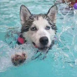 pet cooling mat