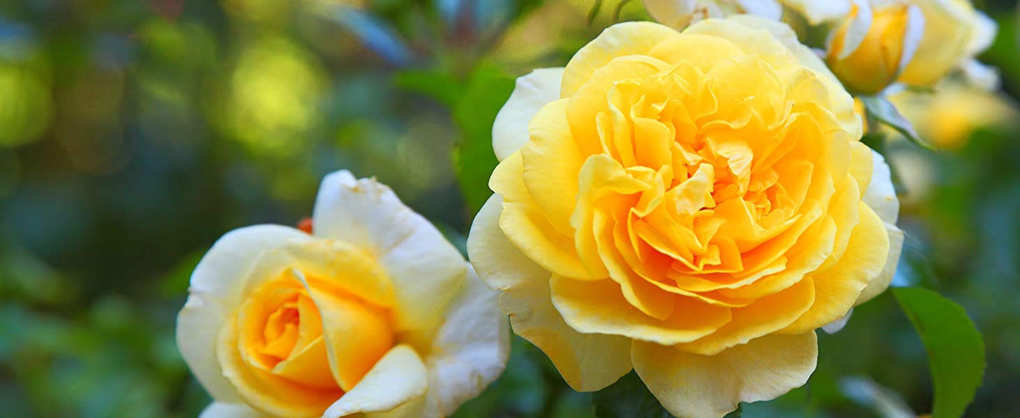 Keeping Your Roses Healthy