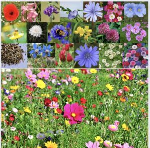 Premium Wildflower Seeds Mix for Beautiful Garden and Landscaping - Non-GMO for Bees