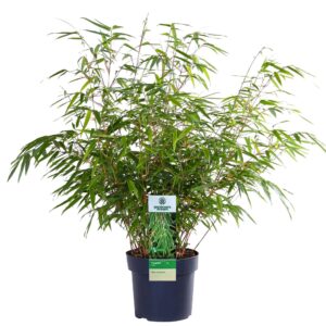 Fargesia Rufa - Hardy Red Panda Bamboo