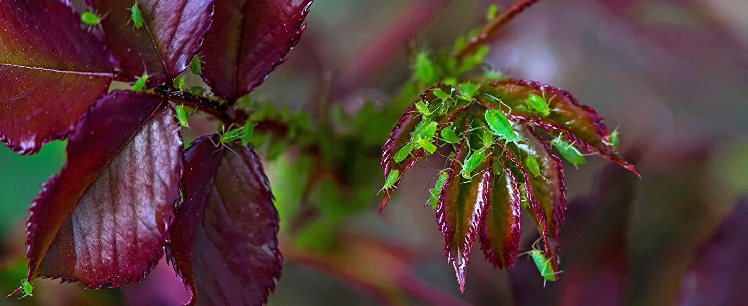Greenfly On Plant Leaves