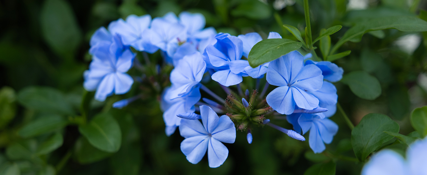 VILTROX AF 16mm f/1.4 FE Wide Angle Lens Auto Focus for Sony E Mount Cameras