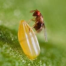 Box Tree Moth Egg Killer Sachets In Hedge