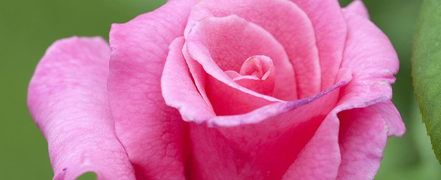 Perfect Pink Rose Closeup