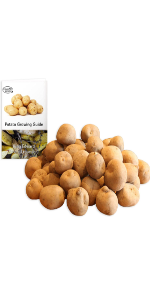 King Edward seed potatoes