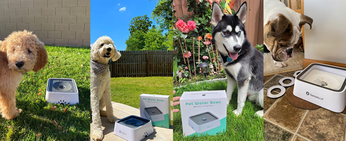 LumoLeaf No Spill Dog Water Bowl