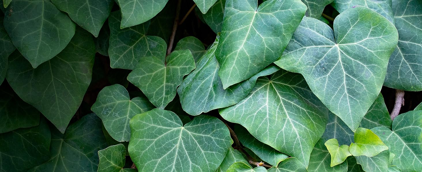 Weedkiller for ivy, nettles and brambles