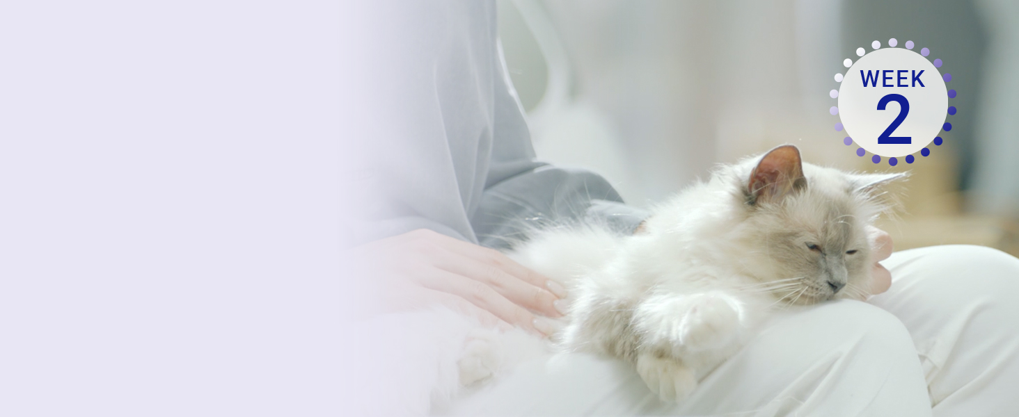 PURINA ONE WEEK 2 BIFENSIS