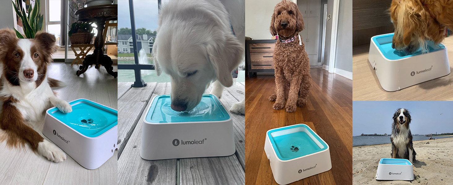 LumoLeaf No Spill Dog Water Bowl