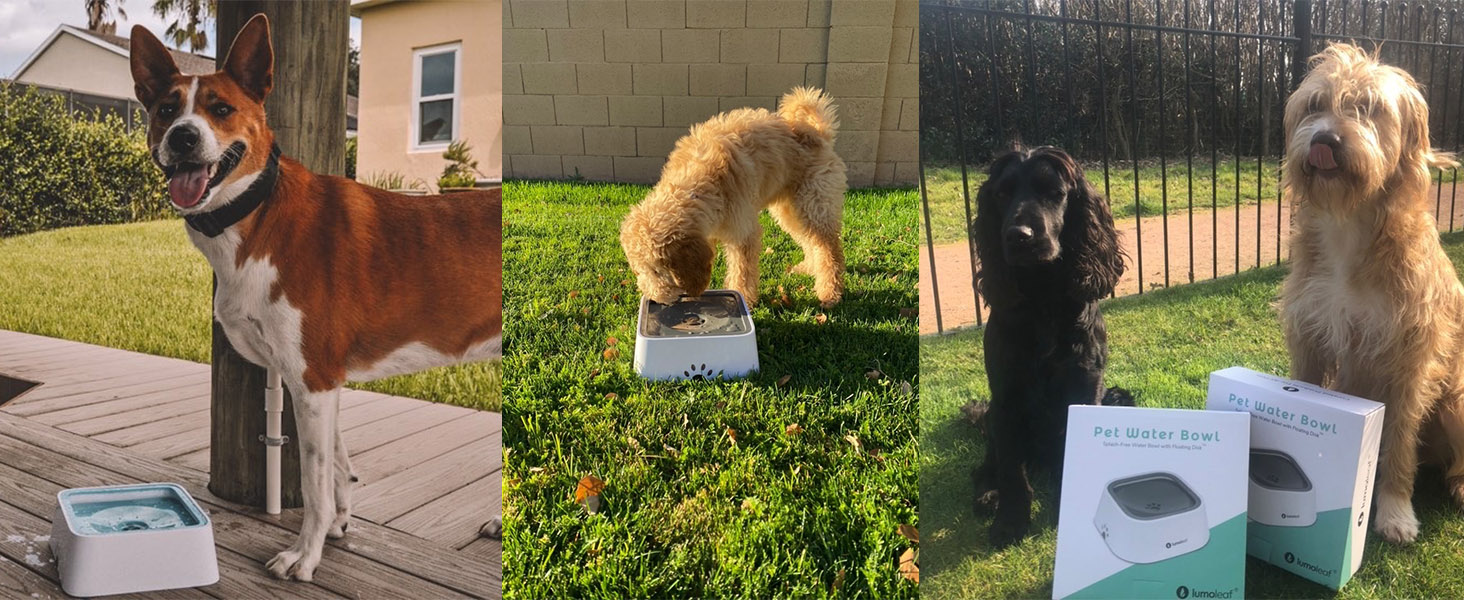 LumoLeaf No Spill Dog Water Bowl