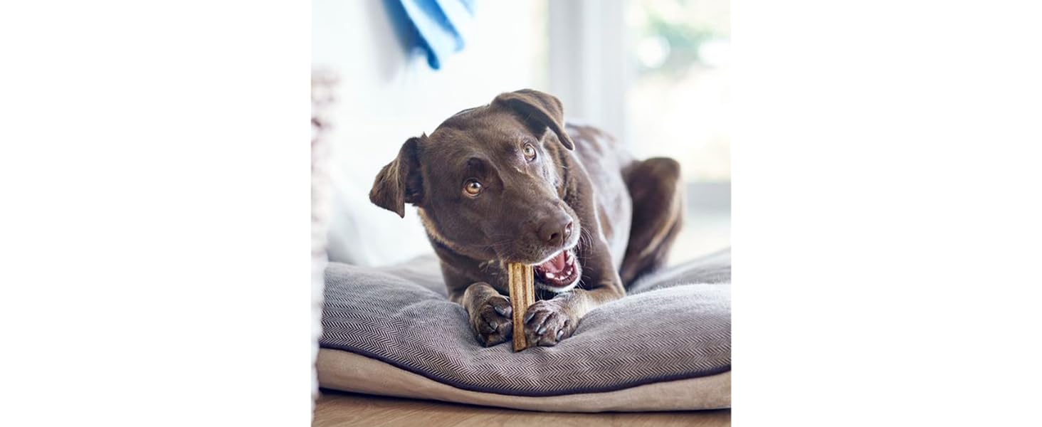 Dentalife Purina Dog chew dental care oral teeth clean tartar build plaque healthy 