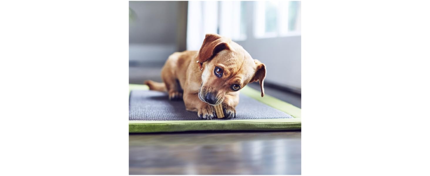 Purina Dentalife extra small dog dental chew oral care teeth