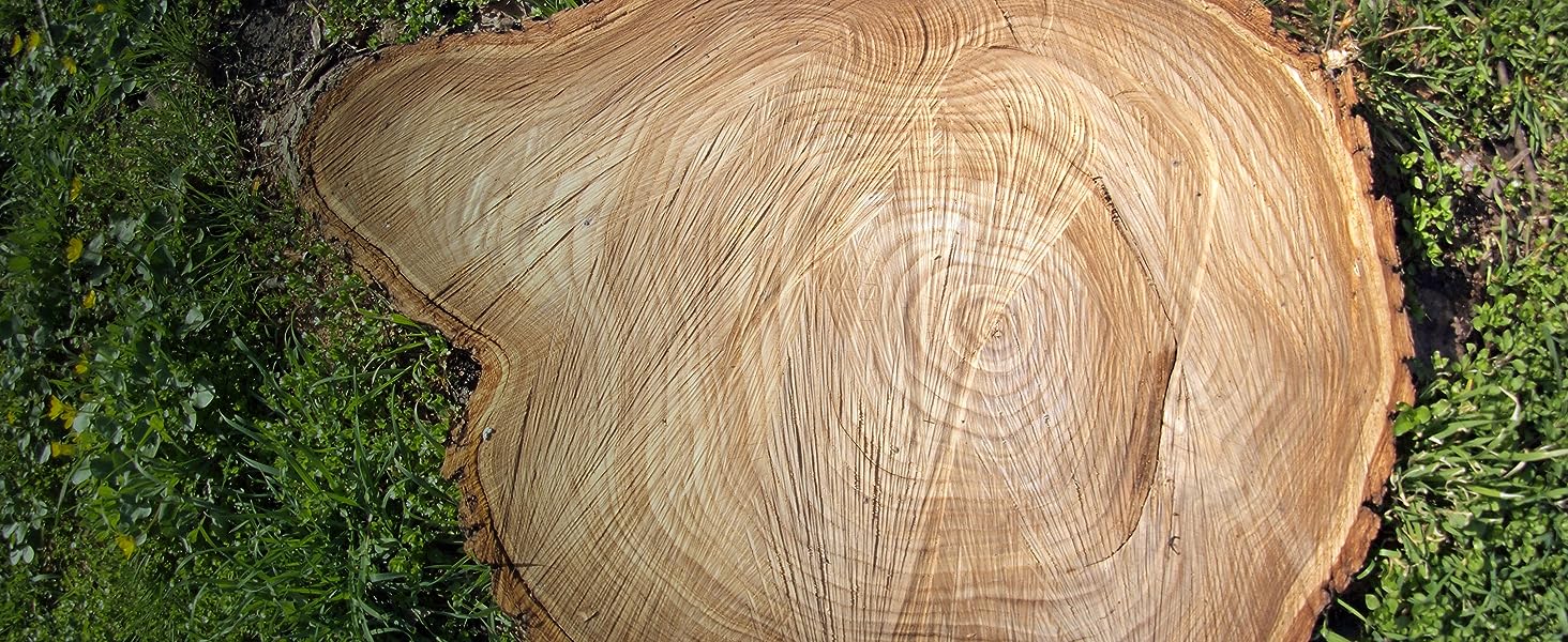 Freshly cut tree stump, ready to treat