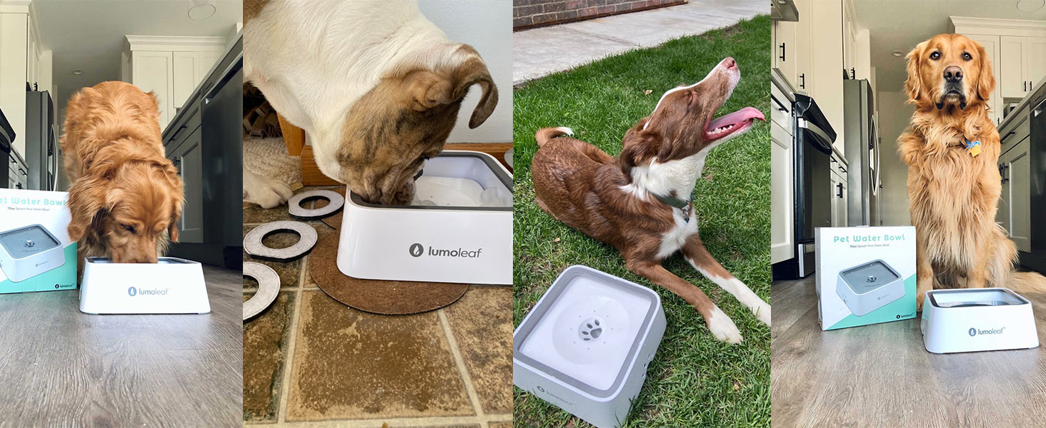 LumoLeaf No Spill Dog Water Bowl
