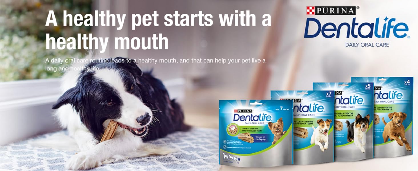 Dental chews Dentalife teeth dogs