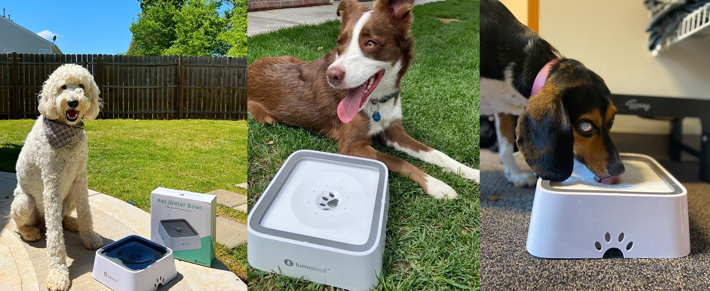 LumoLeaf No Spill Dog Water Bowl