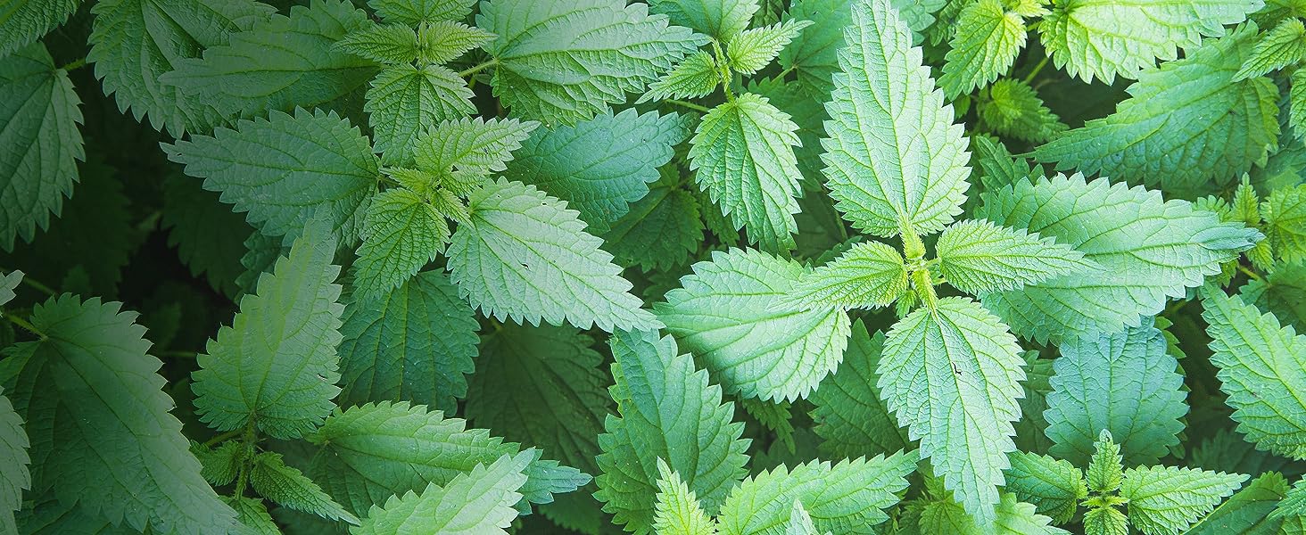 Weedkiller for stinging nettles