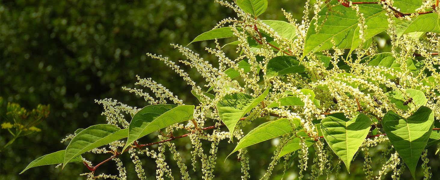 Weedkiller to treat Japanese knotweed