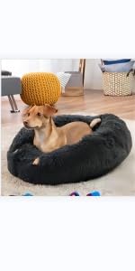 dog bed