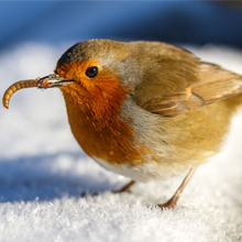 Robin Mealworm