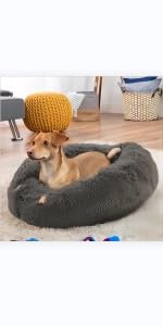 dog bed