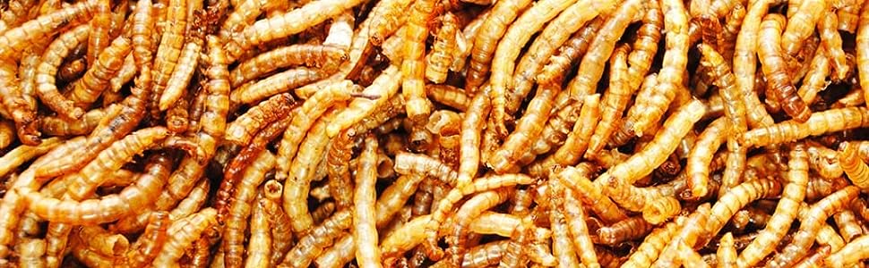 Mealworms bird seed dried meal worms