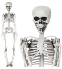 Skeletonton