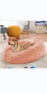 dog bed