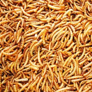 Premium Dried Mealworms - 12.55kg - approx 75 litres - Wholesome Nourishment for Nature's Finest - Premium Dried Mealworms (12.55kg (approx 75 litres))