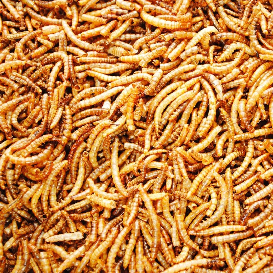 Premium Dried Mealworms - 12.55kg - approx 75 litres - Wholesome Nourishment for Nature's Finest - Premium Dried Mealworms (12.55kg (approx 75 litres))