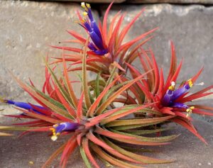 3 Air Plants Iona - Tillandsia Ionantha Rubra