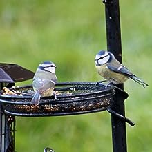 Bird Feeder